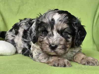 Cavapoo - Merlin
