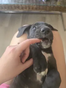 Deutsche Dogge - Bella