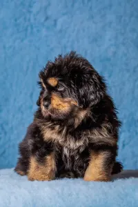 Tibetan Mastiff - Menyhért 