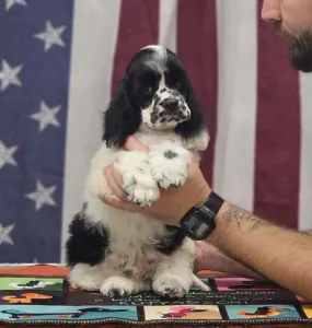 Amerikai cocker spániel - Ibiza Of Your Sweetest Dream