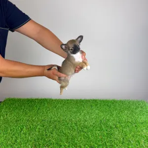 Chihuahua - Kimi