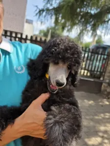 Caniche Grand - Sárga