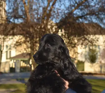 English Cocker Spaniel - Follow Me Little Zidane 