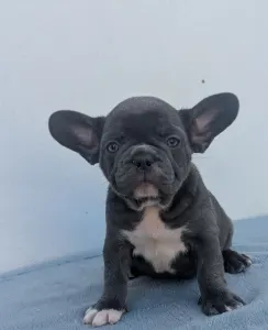 Francia bulldog - Arthur