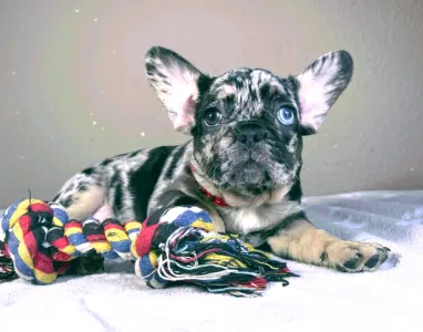 French Bulldog - Daisy