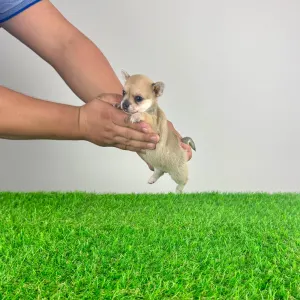 Chihuahua - Lita