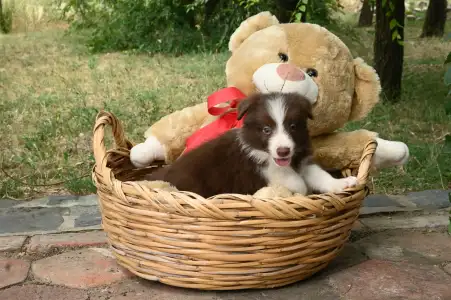 Border Collie - Dazzling Borders Beyond Dreams