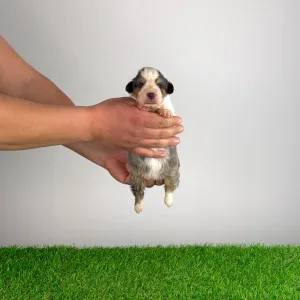 Australian Shepherd - Dorabella 