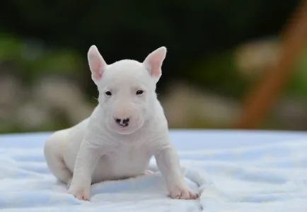 Bullterrier pitic - Gregory