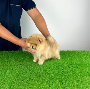 Pomeranian - Pici Bello