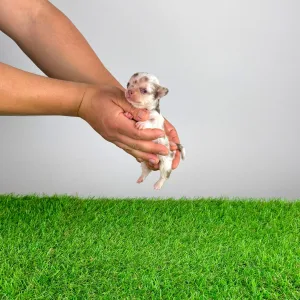 Chihuahua - Chocolatta