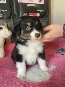 Australian Shepherd - Black Tri Kan/ Male Nbt Piros Nyakörv