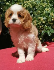 Cavalier King Charles Spaniel - Itiel