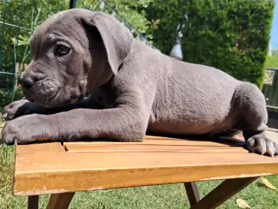 Cane Corso - Buzz