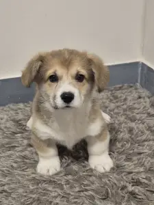 Welsh corgi pembroke - Kis Gróf