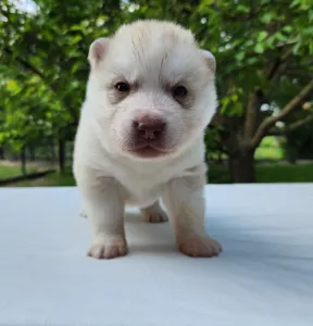 Siberian Husky - Sirius Of Polar Moonlights