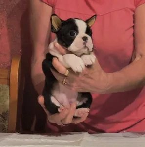 Boston Terrier - Medy