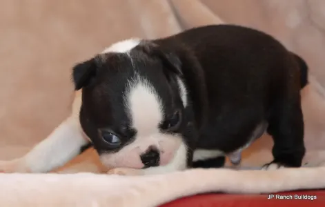 Boston Terrier - Duke On Hold