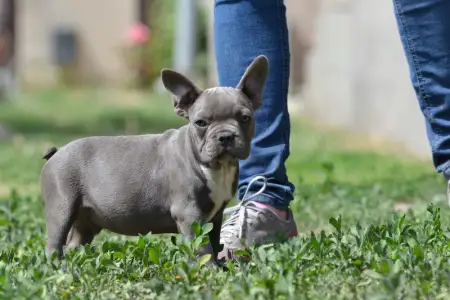 Francia bulldog - Montclair