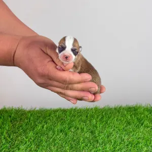 Welsh Corgi Pembroke - Ayka