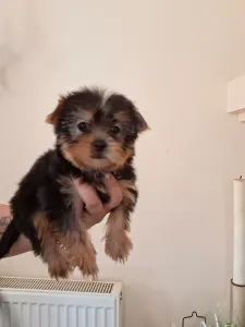 Yorkshire Terrier - Yorkshire Toy M