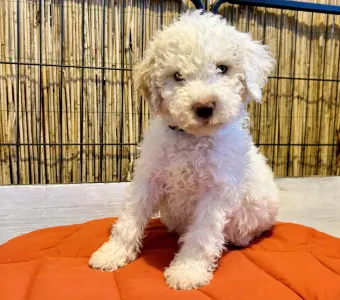 Lagotto Romagnolo - Zummi Gummi