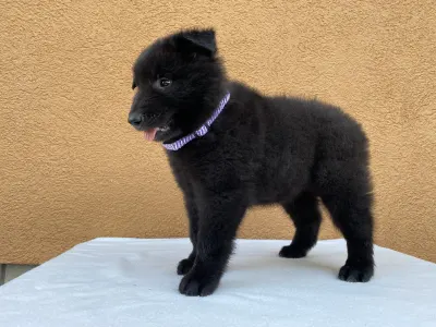 Belga juhászkutya - Gerőcsvári Black Diamond Hanna
