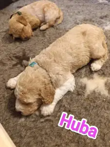 Lagotto Romagnolo - Best Hun-ter World Huba