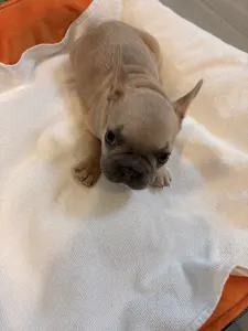 Französische Bulldogge - Brownie