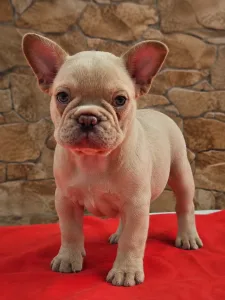 French Bulldog - Domonkos