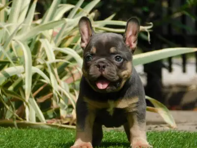French Bulldog - Edna