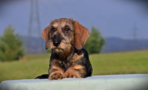 Tacskó - Pearls Of Seven Hills Becky