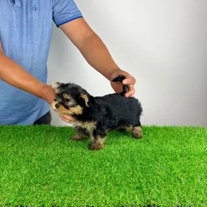 Yorkshire Terrier - Zico