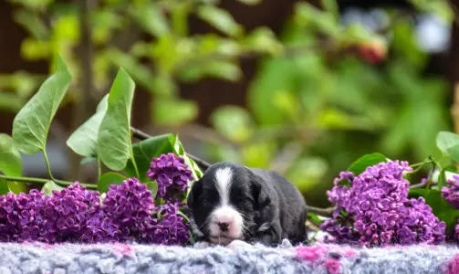 Миниатюрная американская овчарка - Winstead Raspberry Tale