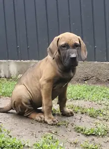 Fila Brasileiro - Jasmin