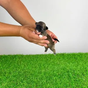 Chihuahua - Kimi