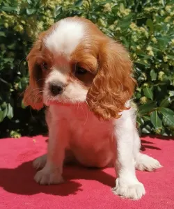 Kavalír King Charles španěl - Hanga