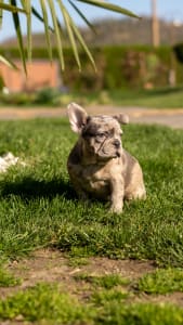 Französische Bulldogge - Bogi 