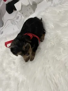 Yorkshire Terrier - Cindy