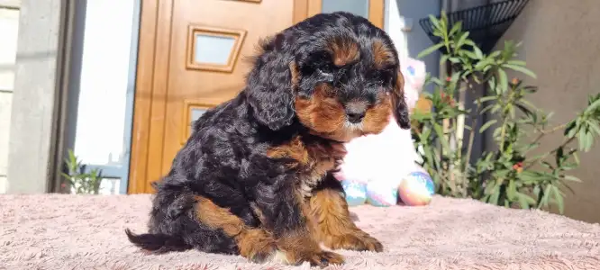 Cavapoo - Enzo