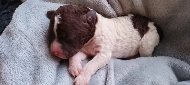 Lagotto Romagnolo - Lagotto Passion Bel Ami Matteo