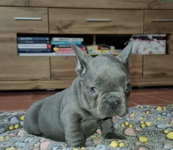 Bouledogue français - Victor 