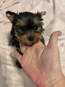 Yorkshire Terrier - Hanna