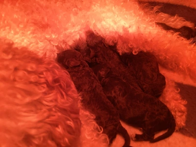 Romagna Water Dog - Biborka