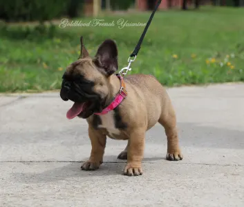 French Bulldog - Yasmine 