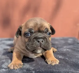 Francia bulldog - Hektor