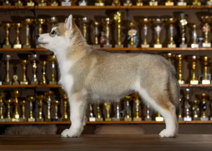 Szibériai husky - Saint Michael Island Im Simply The Best