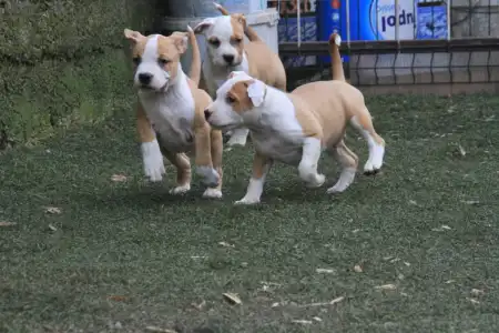 Amstaff - King Of Montenegro Kennel
