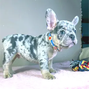 Buldog francuski - Gino