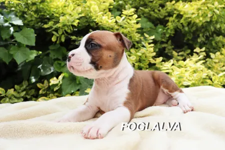 American Staffordshire Terrier - Horologium Constellation Of Silence Warrior